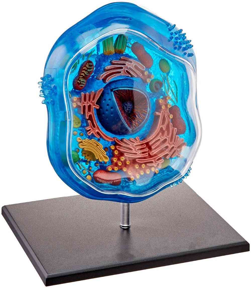 Djurcell anatomisk skelettmodell, dimensionell leksak, medicinsk vetenskap utbildningsutrustning