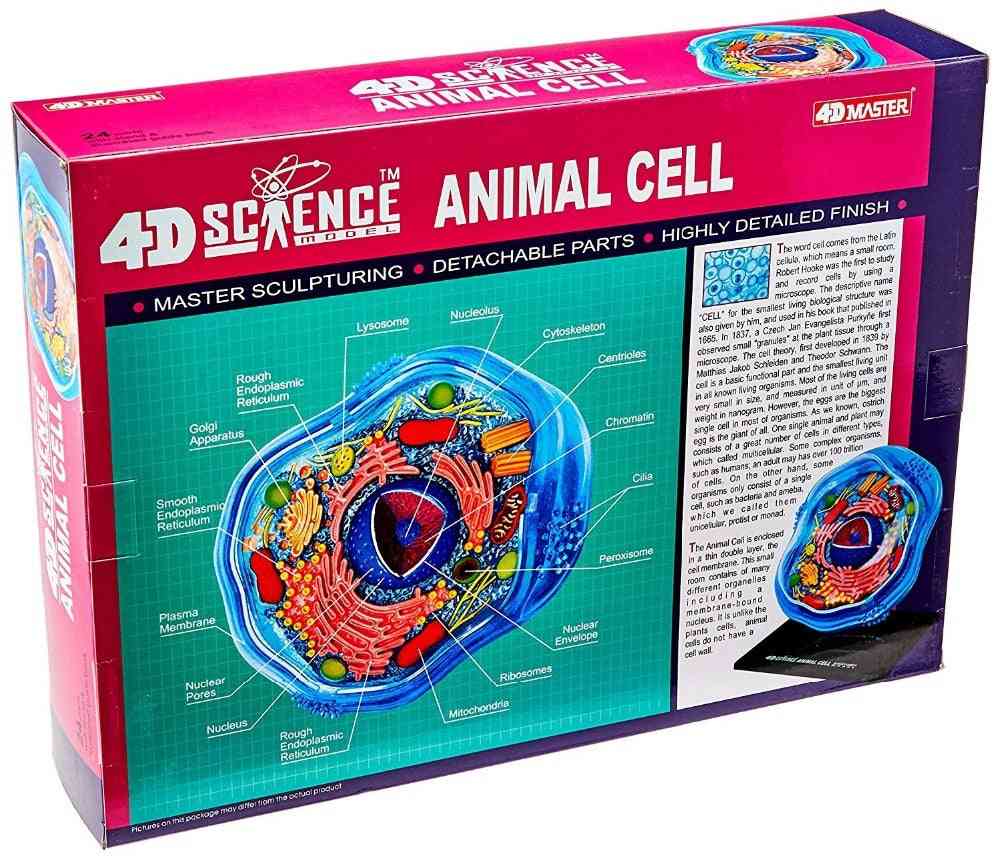 Animal Cell Anatomical Skeleton Model, Dimensional Toy, Medical Science Education Equipment