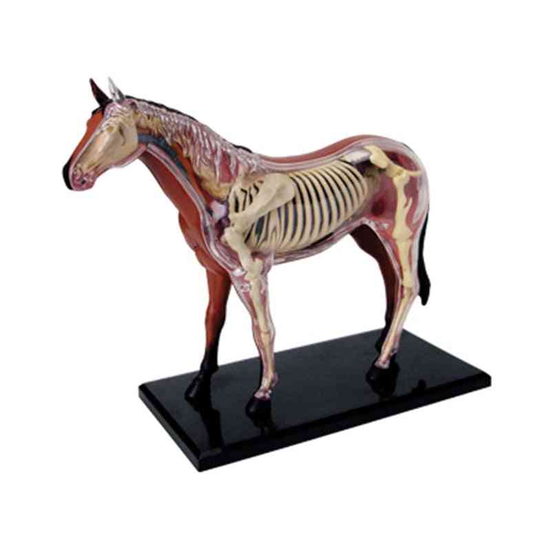 Animal Organ, Anatomy Horse Intelligence Assembling Model, Medical Teaching