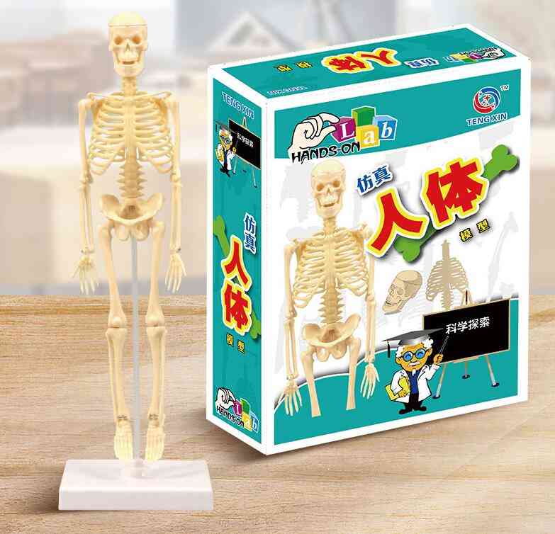 Human Skeleton Model, Diy Assembly Scientific Experiment Toys, Teaching Aids