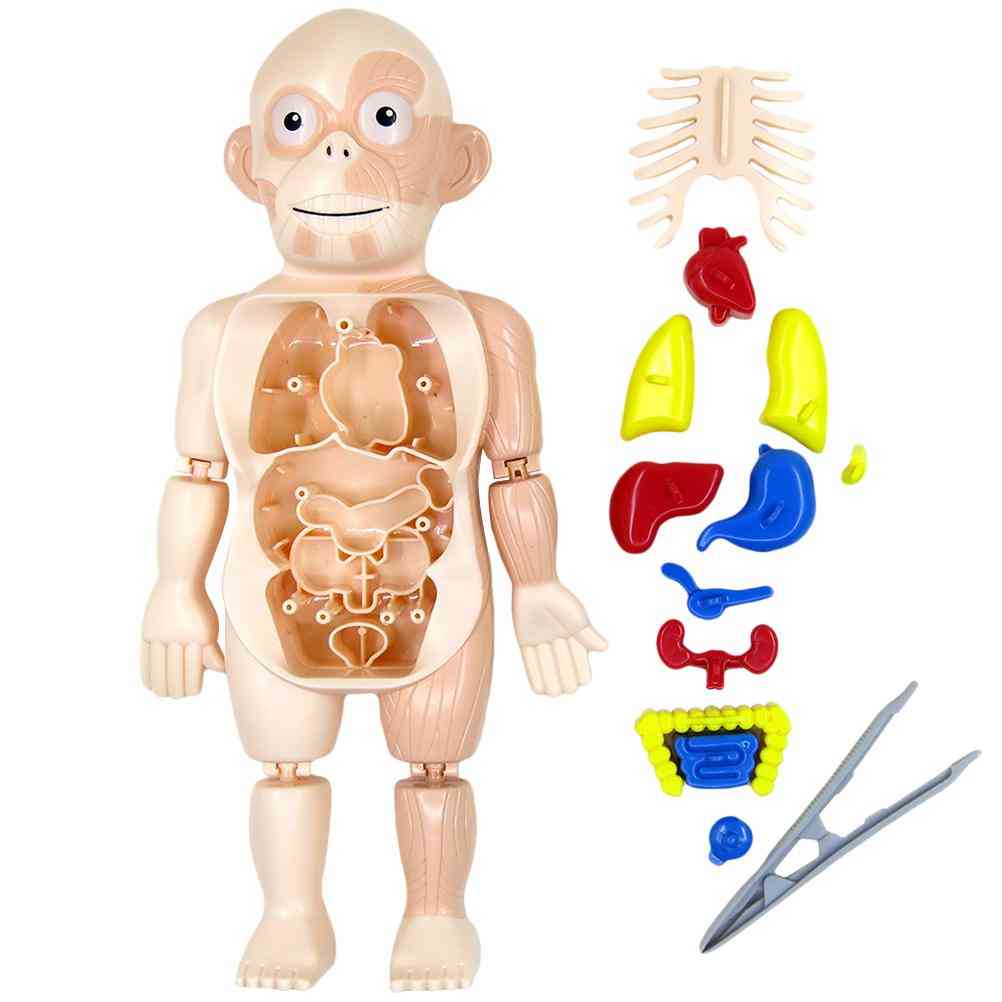 Montessori 3d pussel människokroppens anatomi