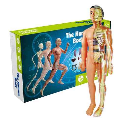 Anatomian malli ihmisen vartalon anatomian tieteen oppiminen