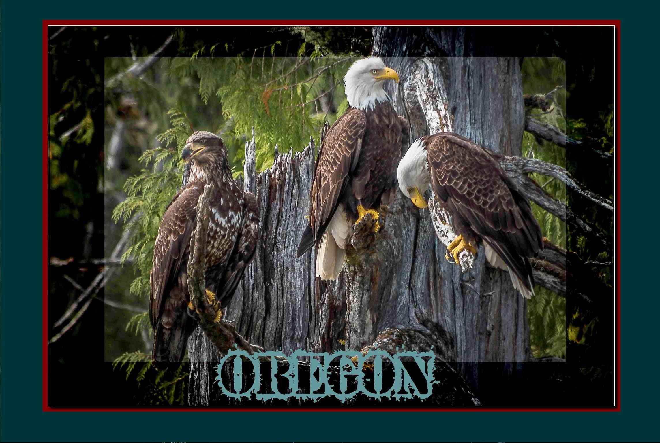 Travel Poster- Oregon Where Bald Eagle Thrive