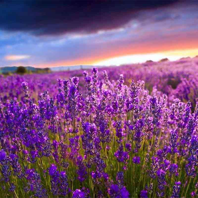 Natural Dried Lavender-aromatic Air Refresh Fragrance